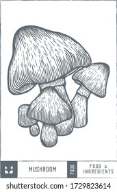 Mushroom Vector illustration - Hand drawn - Out line