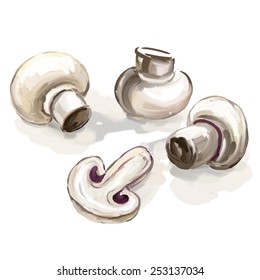 mushroom vector illustration  hand drawn  painted watercolor