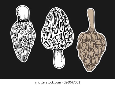 Mushroom vector illustration. Hand drawn vintage design.