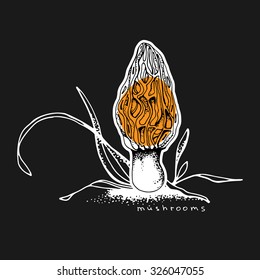 Mushroom vector illustration. Hand drawn vintage design.