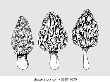 Mushroom vector illustration. Hand drawn vintage design.