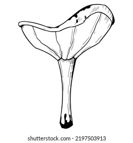 Mushroom. Vector illustration isolated on a white background. Hand-drawn style.