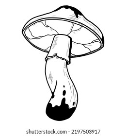 Mushroom. Vector illustration isolated on a white background. Hand-drawn style.