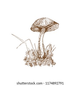 Mushroom vector illustration. Mushroom on white background