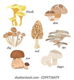 Pilz-Vektorgrafik-Set in flachem Design einzeln auf weißem Hintergrund. Porcini, Chanterelles, Morels, Austernpilze, Shimeji, Champignon, Shiitake.