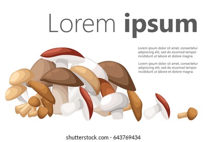 Mushroom vector illustration of various fungi boletus hampignon Leccinum Chanterelle Oyster