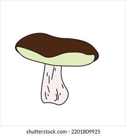 Mushroom vector illustrations isolated on white. White mushroom, Cartoon style, autumn forest.