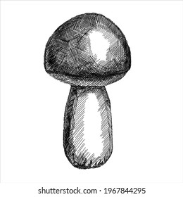 Mushroom vector monochrome hatching illustration isolated on white background. Hand drawn design element for label, poster and web