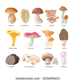 Mushroom vector natural fungus and mushrooming organic food illustration set of edible champignon isolated on white background