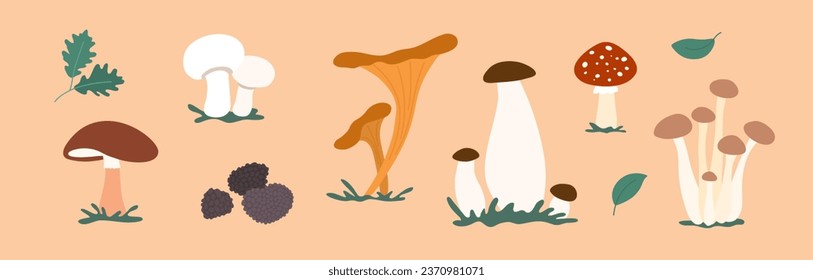 Mushroom vector set. Edible fungi, poisonous fungus. Mushrooms illustrations. Boletus, agaric, chanterelle, champignon, honey fungus, porcini, truffle, amanita. Autumn vibe, harvest season