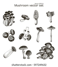 Mushroom vector set hand drawing