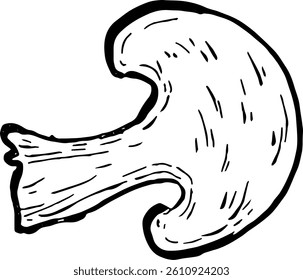Mushroom. Vegetables. Hand drawn vector isolated sketch.