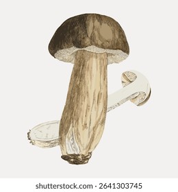 Mushroom, vintage botanical illustration by James Sowerby, vector element.
