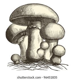 Mushroom - vintage engraved illustration - "Dictionnaire encyclopédique universel illustré" By Jules Trousset - 1891 Paris