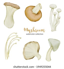 mushroom in watercolor collection design with full and slice and cut in half,  Drawing set  Flat Design Vector Illustration