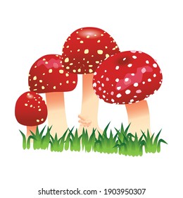 Mushroom, white background vector illustration