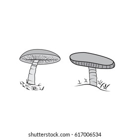 Mushrooms