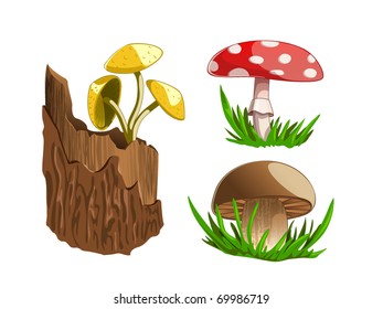 Mushrooms
