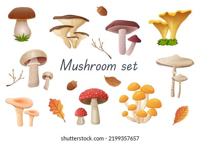 Mushrooms 3d realistic set. Bundle of cep, russula, golden chanterelle, champignon, boletus, fly agaric, oyster mushrooms and other edible or non-edible fungus isolated elements.Vector illustration