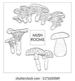 Mushrooms autumn fall porcini chanterelle amanita graphic hand drawn vector sketch style fungus forest