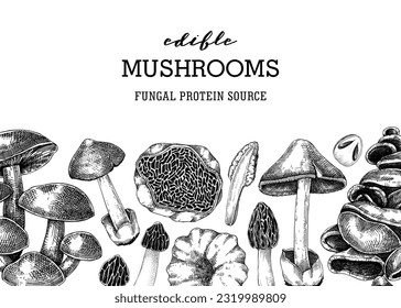 Mushrooms banner design. Vintage autumn forest plant border. Fall background with edible fungi sketches. Hand-drawn healthy food, fungal protein vector illustration for print, packaging, menus