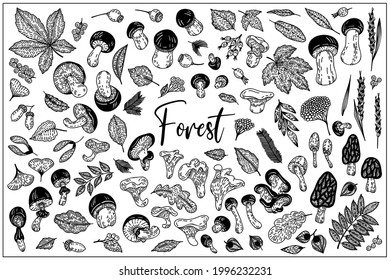 Mushrooms and berries, flower, branches, leaves are hand-draw, doodle graphic. Vector illustration. Isolated on white background. Black and white outline style. For Textile, Wallpaper, Card design.