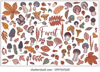 Mushrooms and berries, flower, branches, leaves are hand-draw, doodle graphic. Vector illustration. Isolated on white background. Autumn set. Colored trendy Flat design. For Textile, Wallpaper, Card