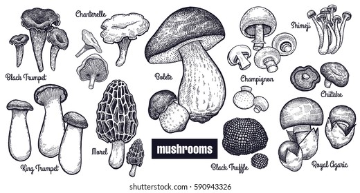 Mushrooms big set. Bolete, Morel, Black Truffle, Royal Agaric, Shimeji, Champignon, Chanterelle, Black Trumpet, King Trumpet black on white background. Style Vintage engraving. Vector illustration art