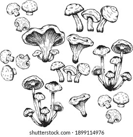 Mushrooms black and white vector illustration