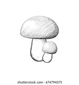 Mushrooms, black-and-white engraving. Vector illustration.