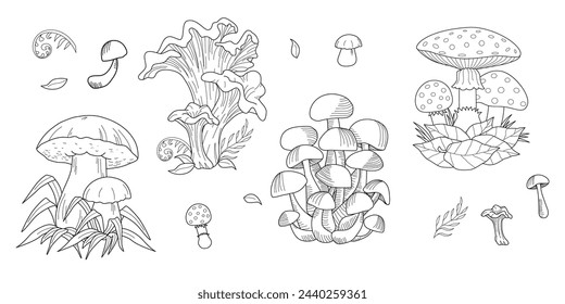 Mushrooms. Bolete and chanterelle, oyster mushrooms, white button isolated. Vintage. Vector illustration