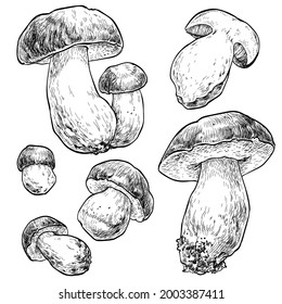 Mushrooms boletus set. Vector illustration of mushrooms on white background. Hand drawn style