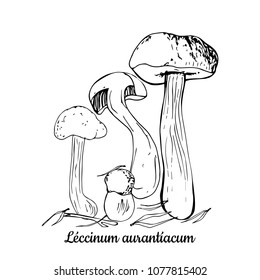 Mushrooms. Botanic handdrawn vector illustration.  Can be used in brochures, menu, magazines,books, printing, T-shirt and etc.