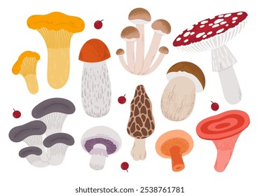 Desenho animado em cogumelos. Cogumelos venenosos e comestíveis, cantarelos, cogumelos porcini, agarics mosca, morels, champinhons, mel agarics, cogumelos ostras, conjunto de ilustrações vetoriais isoladas. 