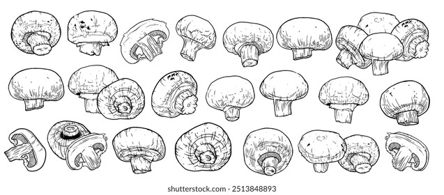 Cogumelos champignon conjunto desenhado à mão. Coleção de ilustrações de desenho de tinta alimentar. Ilustração vetorial