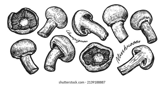 Mushrooms champignon in sketch style. Vegetable vector drawing, outline illustration of farm food