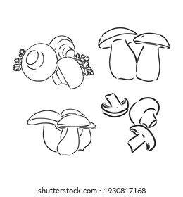 Mushrooms Champignon. Vector hand drawn vegetables isolated on white background