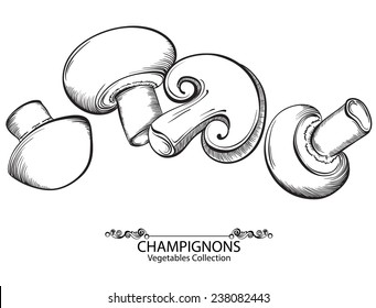 Mushrooms Champignon. Vector hand drawn vegetables isolated on white background