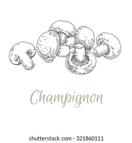 mushrooms Champignon, vintage Vector hand drawn engraving on white background