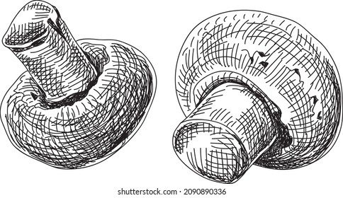 Mushrooms. Champignon mushrooms. White Mushrooms - sketchy vector illustration.