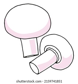 Mushrooms champignonon a white background vector image