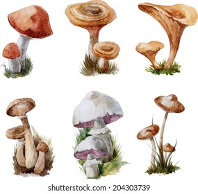 mushrooms champignons, mushroom pickle, mushroom mushroom, boletus mushroom, chanterelles mushrooms, vector isolated watercolor illustration