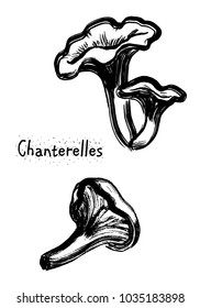 mushrooms chanterelle illustration vector. chanterelle isolated