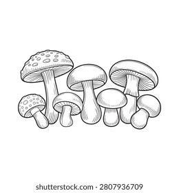 Mushrooms Collection Black And White Line Drawing Illustration