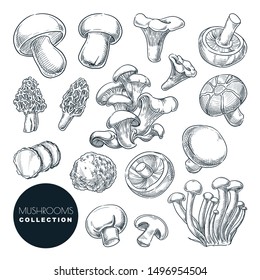 Mushrooms collection, sketch vector illustration. Hand drawn food ingredients isolated design elements. Autumn harvest of forest edible mushrooms.