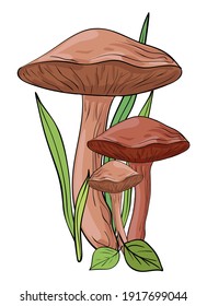 Mushrooms. Colored, clip art, line art. Vector isolated illustration.