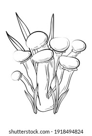 Mushrooms. Coloring, clip art, line art. Vector isolated illustration.