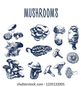 mushrooms different types, vector illustration, engraving, isolated vector on white background