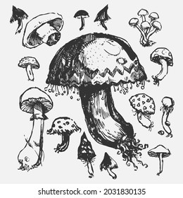 Mushrooms Digital Vector Drawing Collection Mushroom Stock Vector 