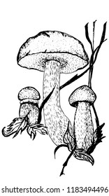 Mushrooms drawn by hand. Vector illustration.  Can be used in brochures, menu, magazines,books, printing, T-shirt and etc.